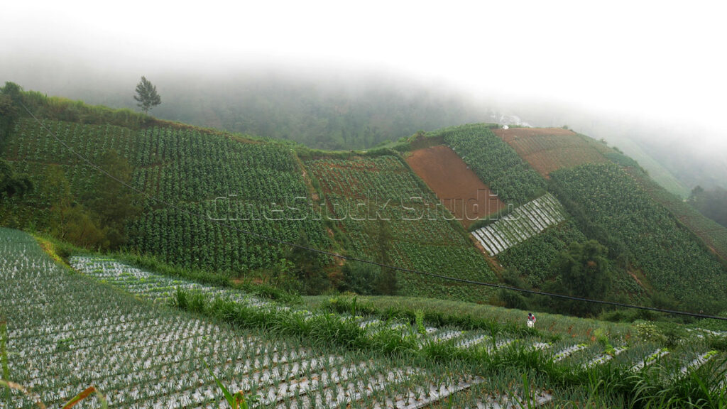 Scenic agricultural landscape of a spring onion plantation