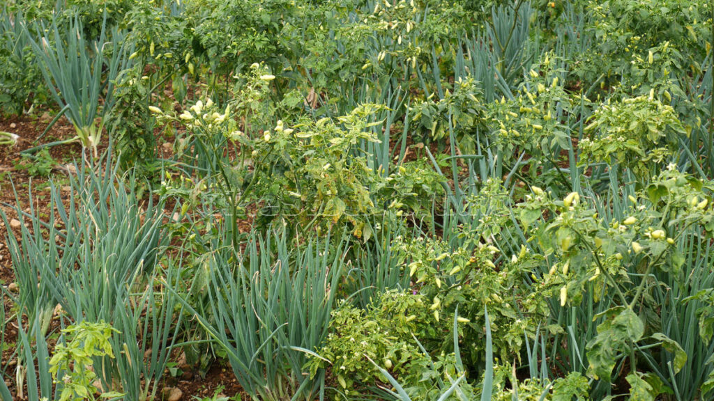 Wide view of a chili pepper plantation with lush green plants