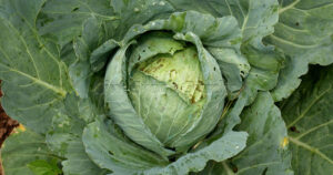 Close up shot of a mature green cabbage head ready for harvest