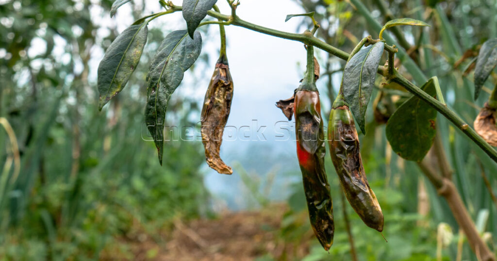 Dry and damaged chili pepper plant affected by pests in the field