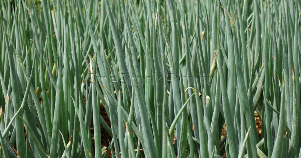 Texture of dense green onion leaves in a plantation