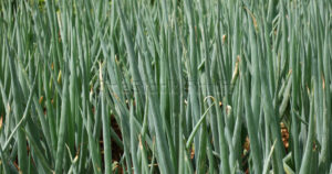 Texture of dense green onion leaves in a plantation