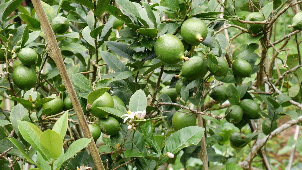 Dense lime fruit foliage with young fruits in a farm field