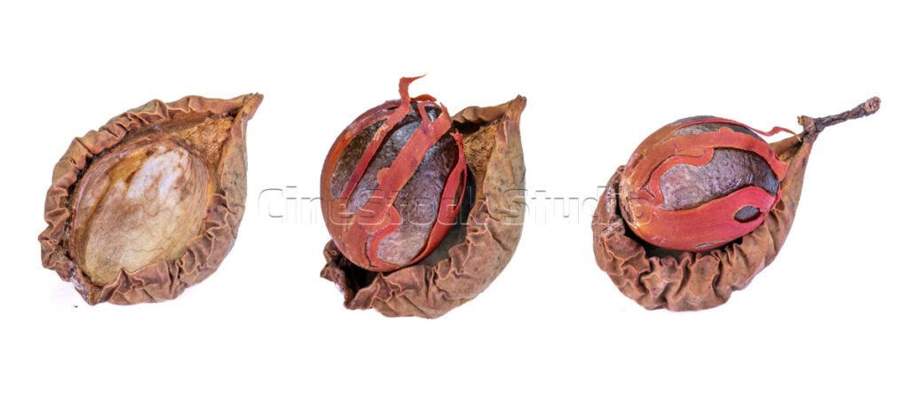 Cross section of dried whole nutmeg seeds showing the internal texture