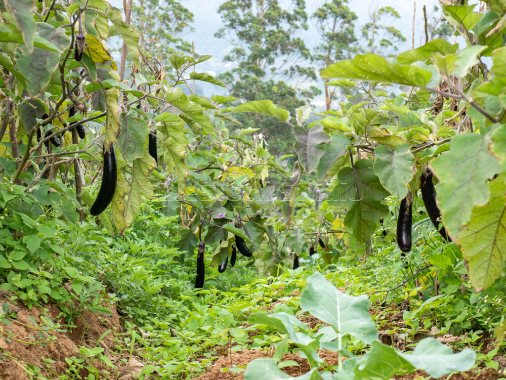 Scenic landscape of an eggplant aubergine plantation in the highland