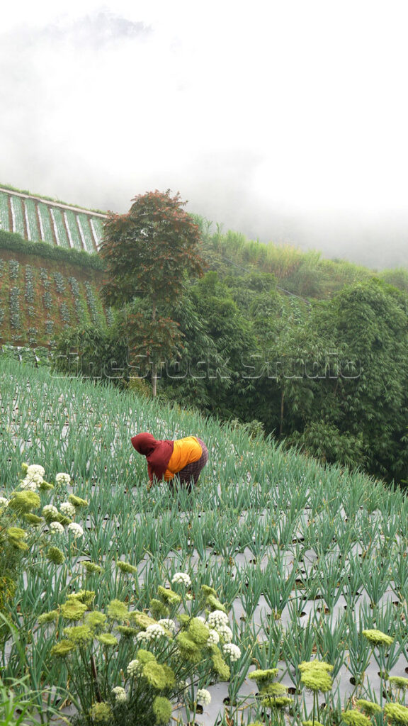 A farmer working and tending to green onion plants