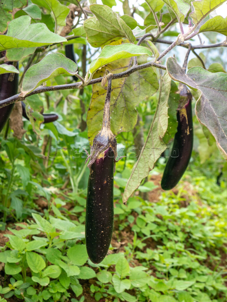 Detailed agricultural shot of fresh eggplant aubergine in the field