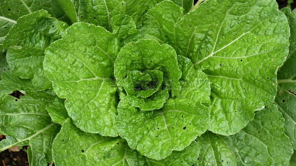 Wide leaves of fresh green Chinese cabbage with water droplets