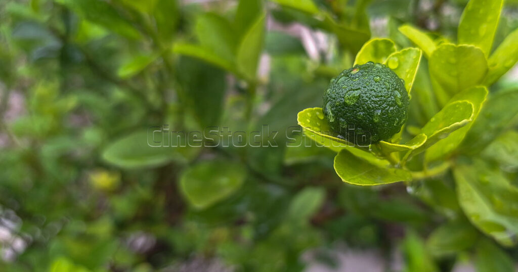 Fresh lime fruit with rain droplets on its textured skin after a rain shower