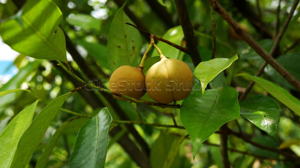 Two fresh nutmeg fruits hanging from a green tree branch in the farm