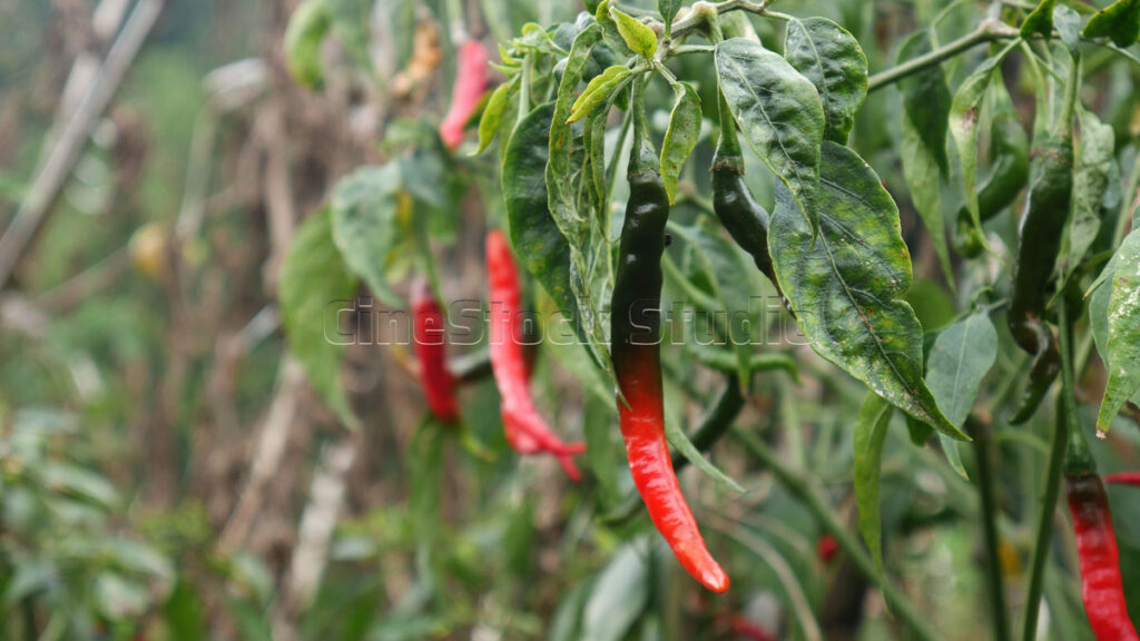 Fresh long red chili peppers hanging on a green plant branch