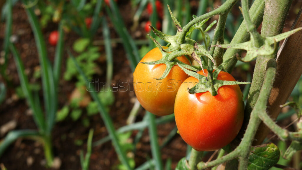 Fresh red tomatoes ripening on tomato plants in a backyard garden