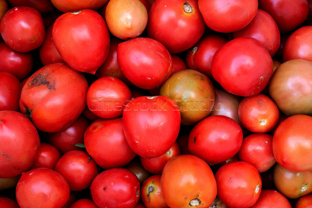 Close up of a large collection of ripe tomatoes from tomato plants