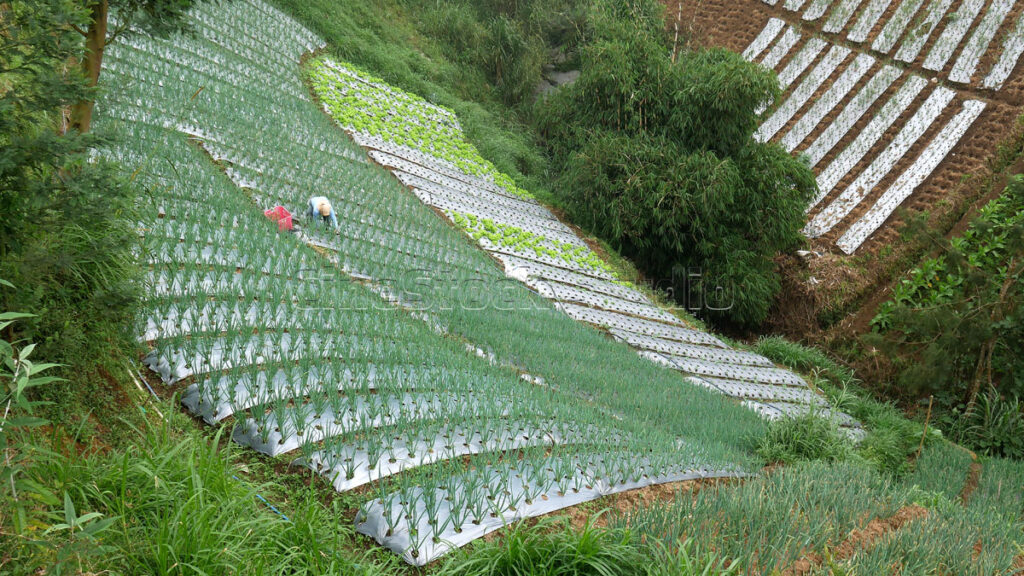 Wide view of fresh scallions growing in a mountain farm