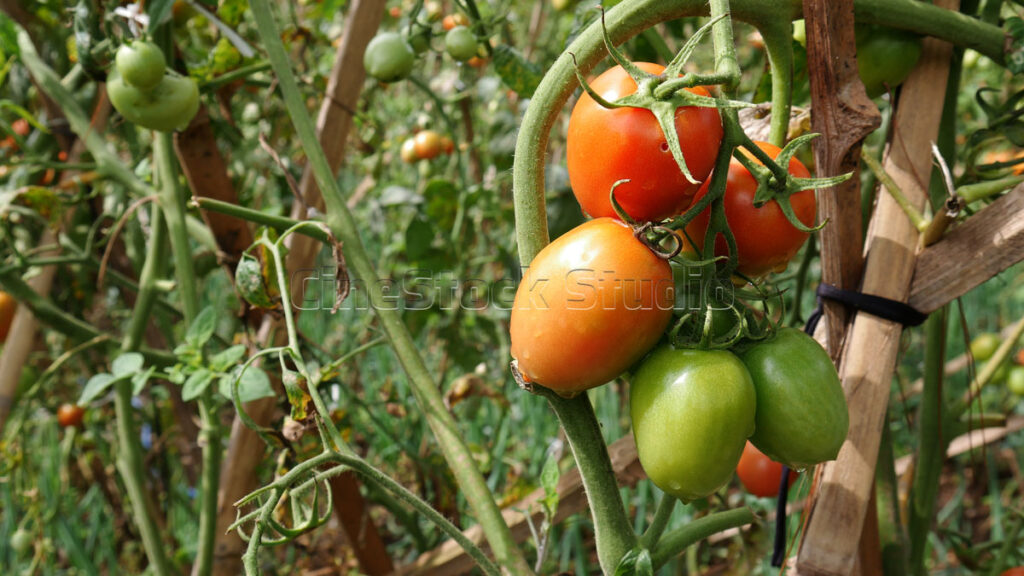 Fresh red tomatoes from the tomato plants harvest collection