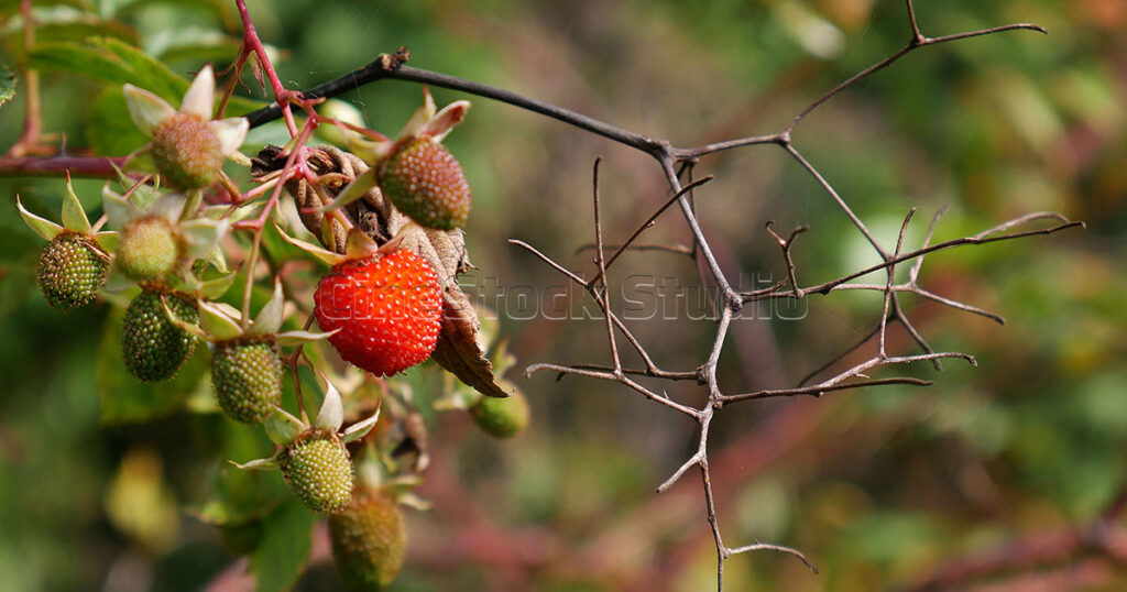 Fruits collections