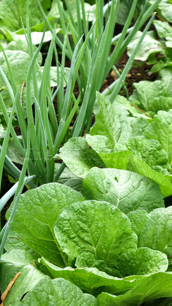Green cabbage planted alongside scallions in a mixed vegetable garden