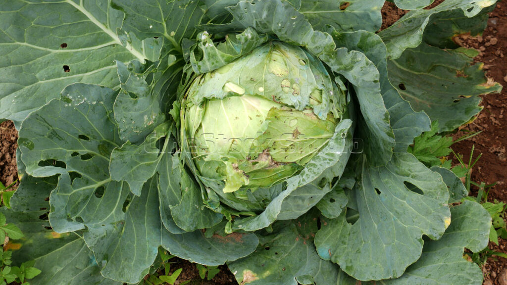Top view of a green cabbage crop with large outer leaves