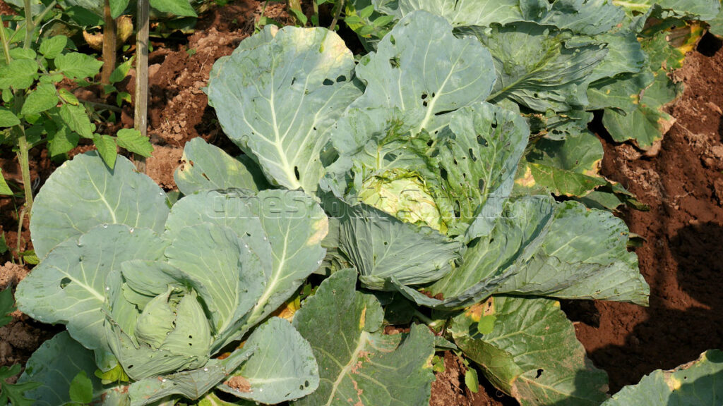 Fresh green cabbage plant growing in the organic vegetable field