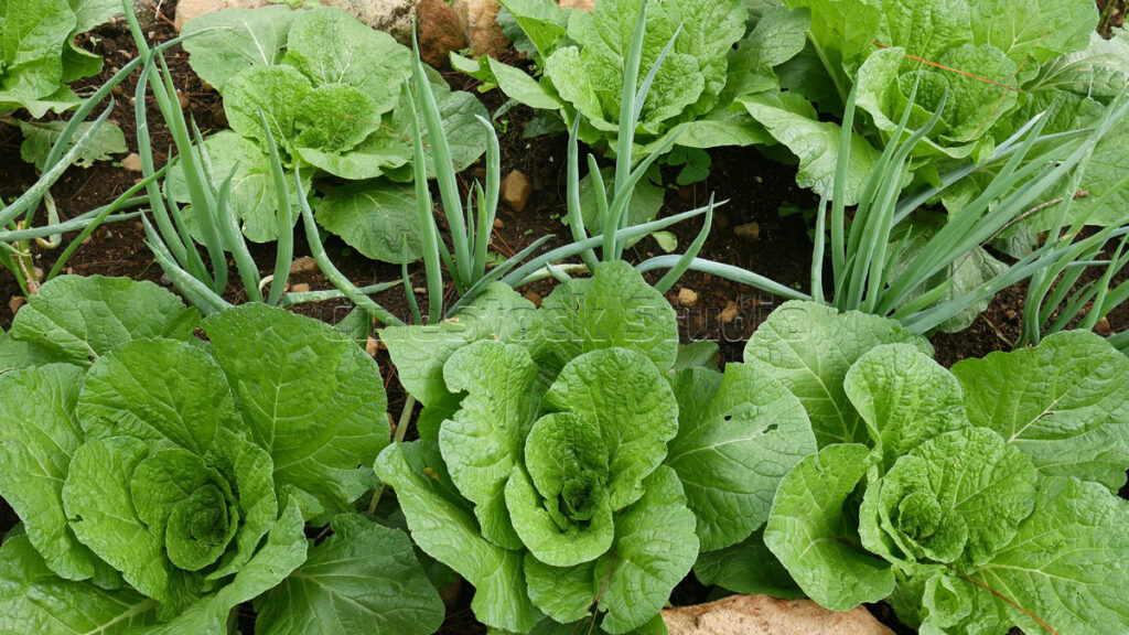 Neat rows of green cabbage plants in a professional farming setup