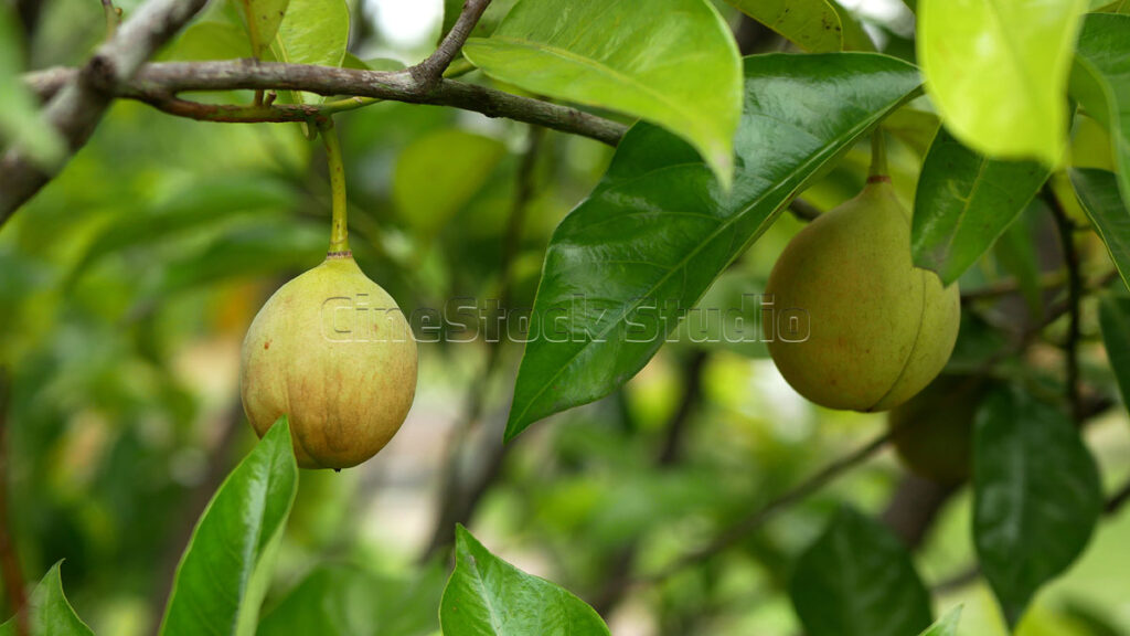 Agricultural view of green nutmeg fruits in a commercial plantation