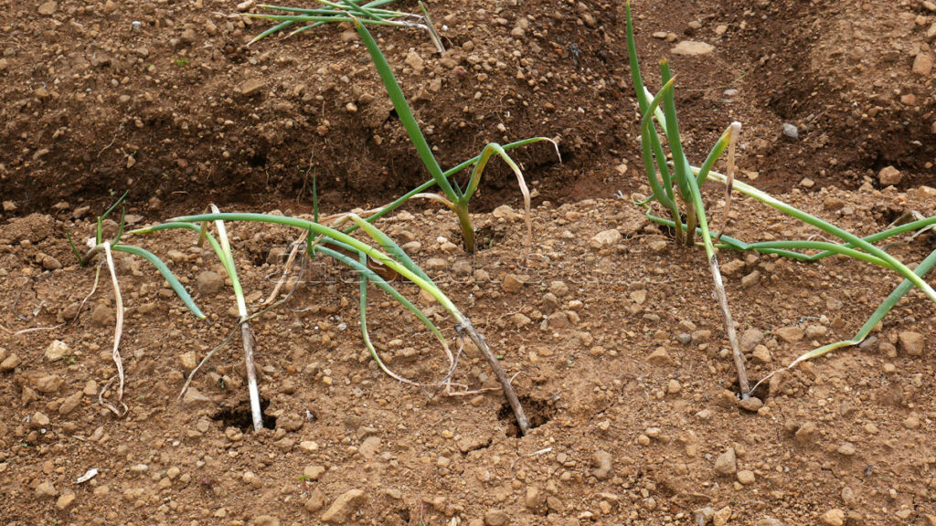 Macro shot of fresh green onion sprouts from the ground