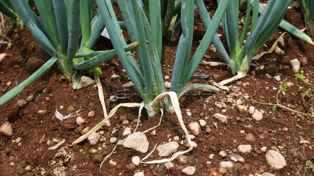 Close up of fresh green onion stalks and roots in the soil