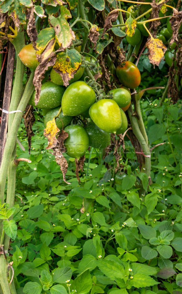 Unripe green tomatoes growing on tomato plants vine