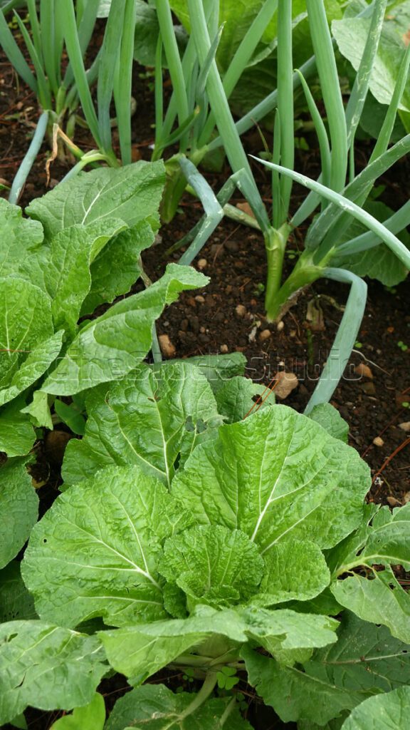 Vertical perspective of a lush green vegetable farm featuring cabbage