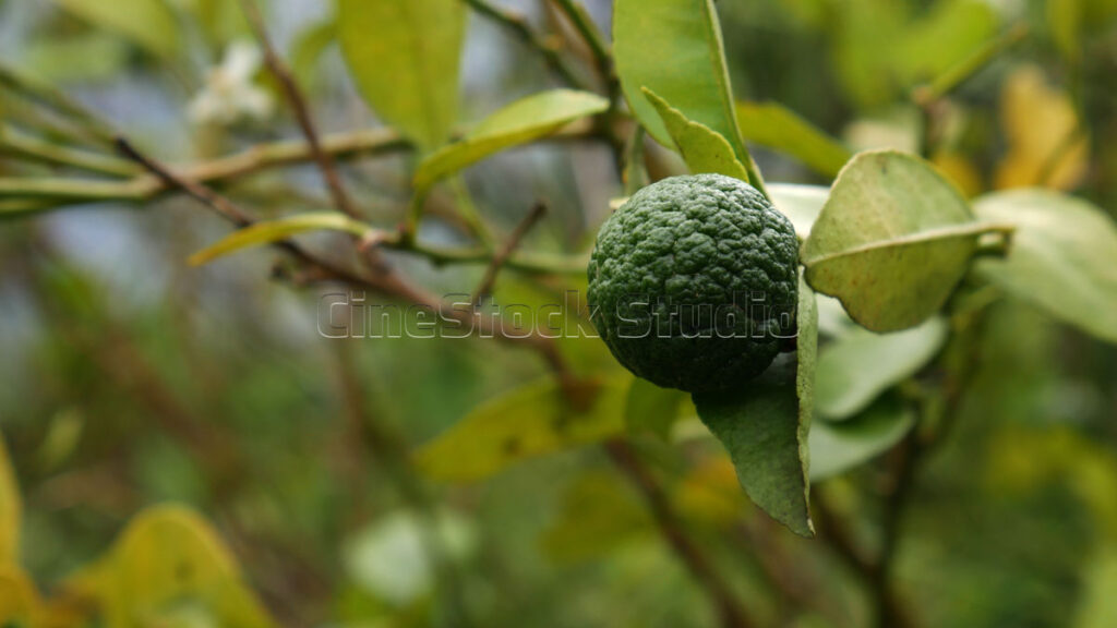 Close up of a harvested lime fruit on a tree branch