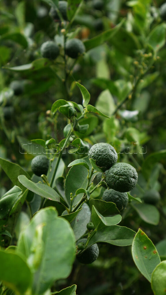 Vertical close up of kaffir lime fruit with textured skin