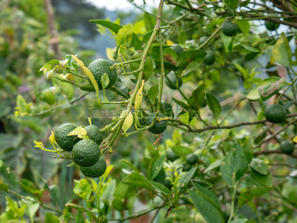 Agricultural detail of lime fruit cultivation in the garden