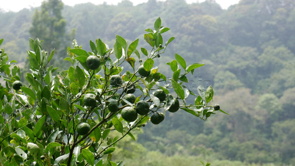Agricultural view of a lime fruit plantation in the highlands