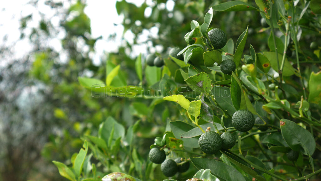 Close up of lime fruit with textured skin growing on a tree branch
