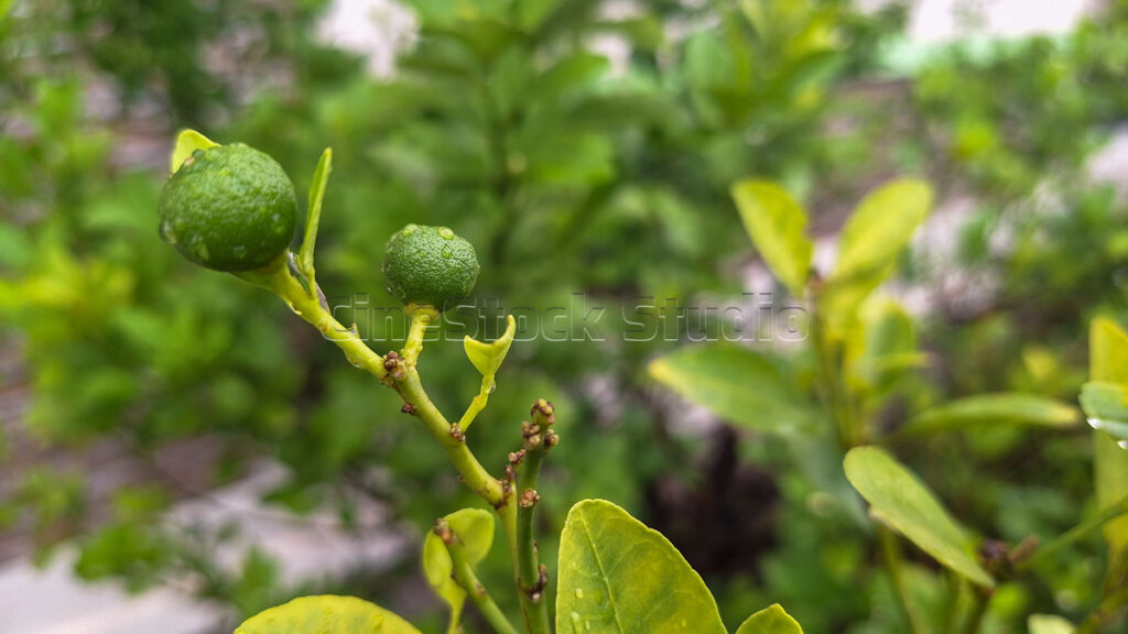 Detailed shot of wet lime fruit and green leaves covered in water droplets on a tree branch