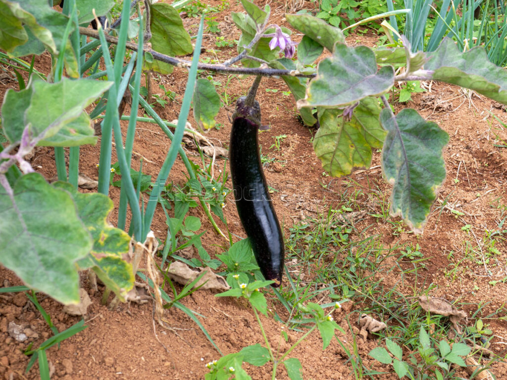 Long purple eggplant growing on a vine in the organic farm