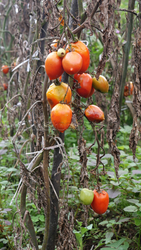 A bunch of ripe red tomatoes on tomato plants ready for harvest
