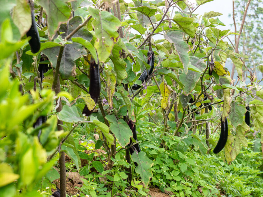Lush aubergine cultivation view with many fruits on the plants