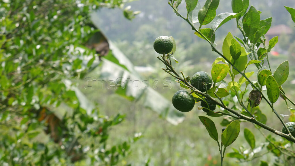 Lush lime fruit trees growing in an organic agricultural farm