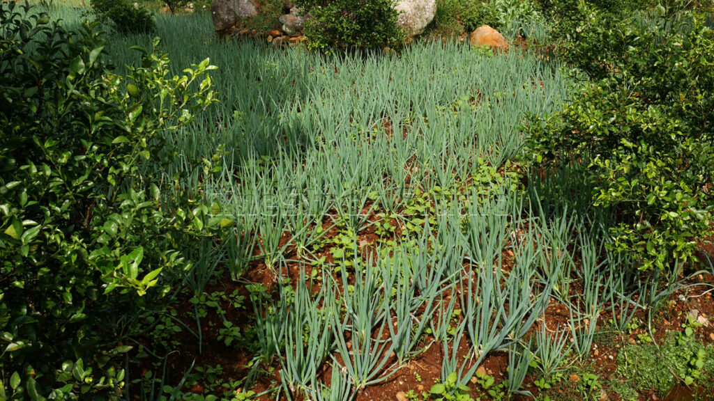 Lush and dense scallions cultivation ready for harvest