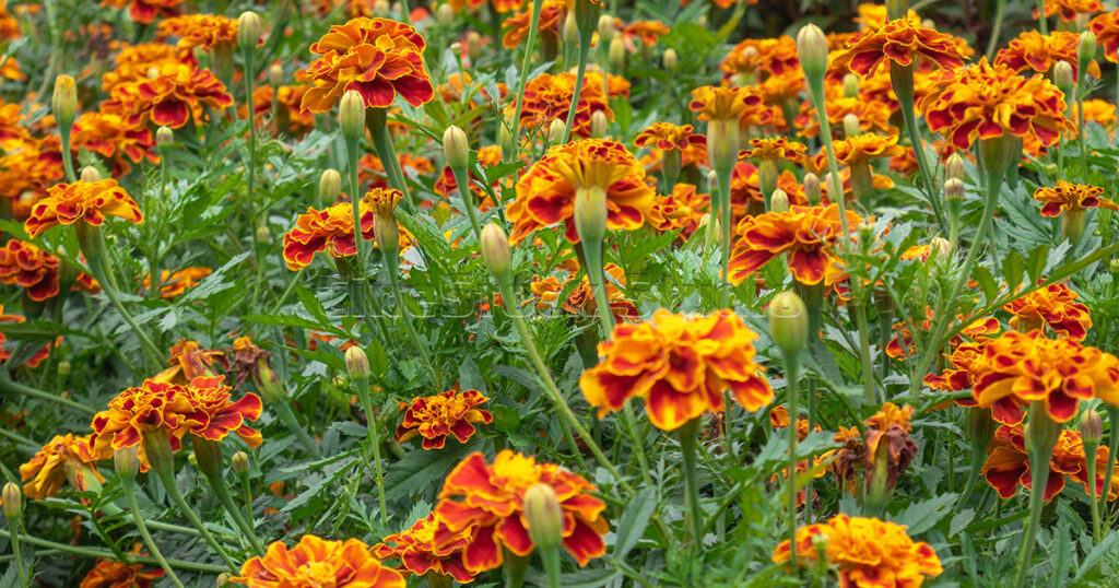 Orange Marigolds in Full Bloom at Botanical Garden