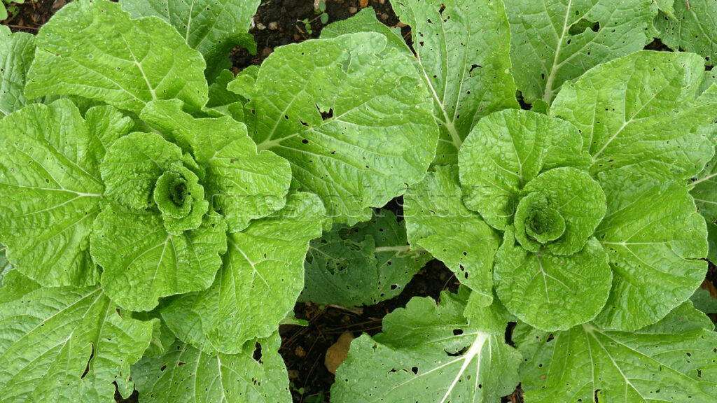 Young napa green cabbage plants growing in the backyard garden