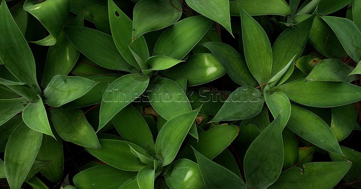 Nature collections