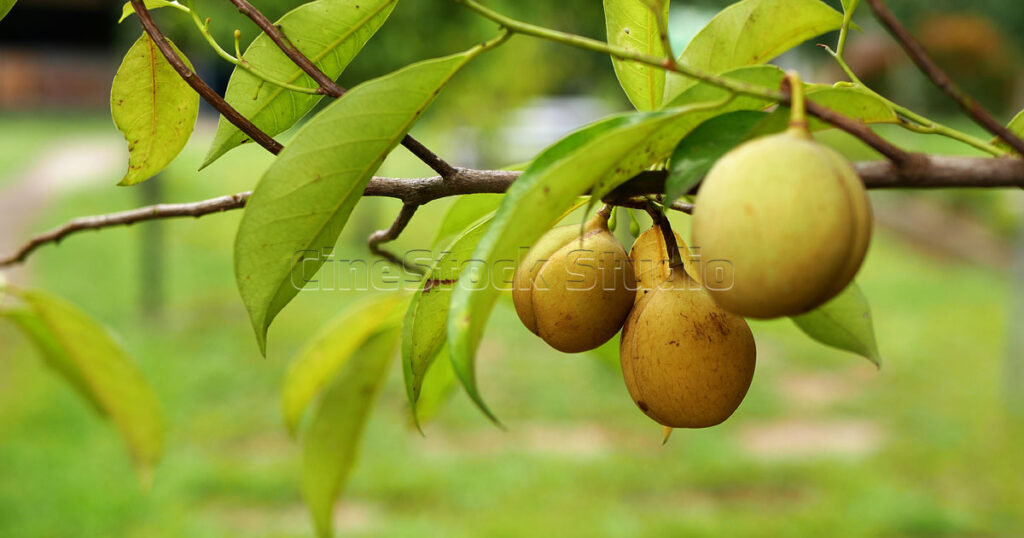 A cluster of fresh nutmeg fruits growing on a lush green tree branch
