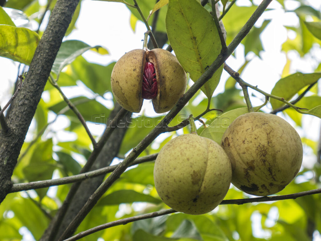 Fresh nutmeg fruit opening to reveal the seed and bright red mace