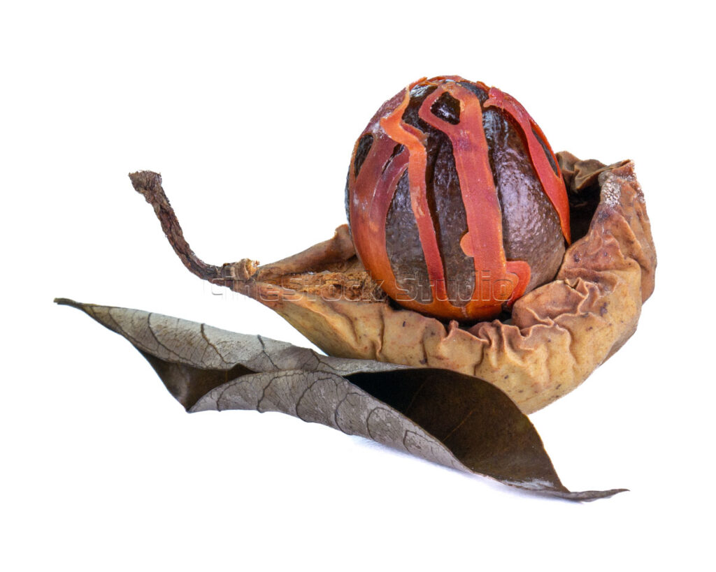 Detailed shot of a nutmeg seed with a piece of dry red mace spice