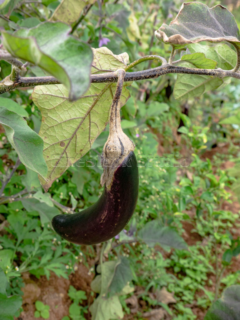 Single organic eggplant aubergine hanging from a tree branch