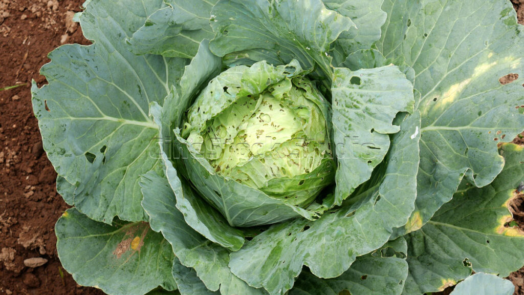 Detailed texture of organic green cabbage leaves in the garden