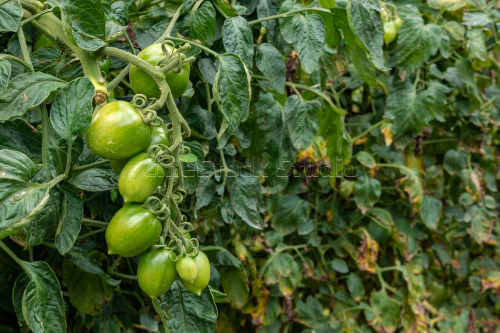 Fresh green tomatoes growing in an organic tomato plants farm
