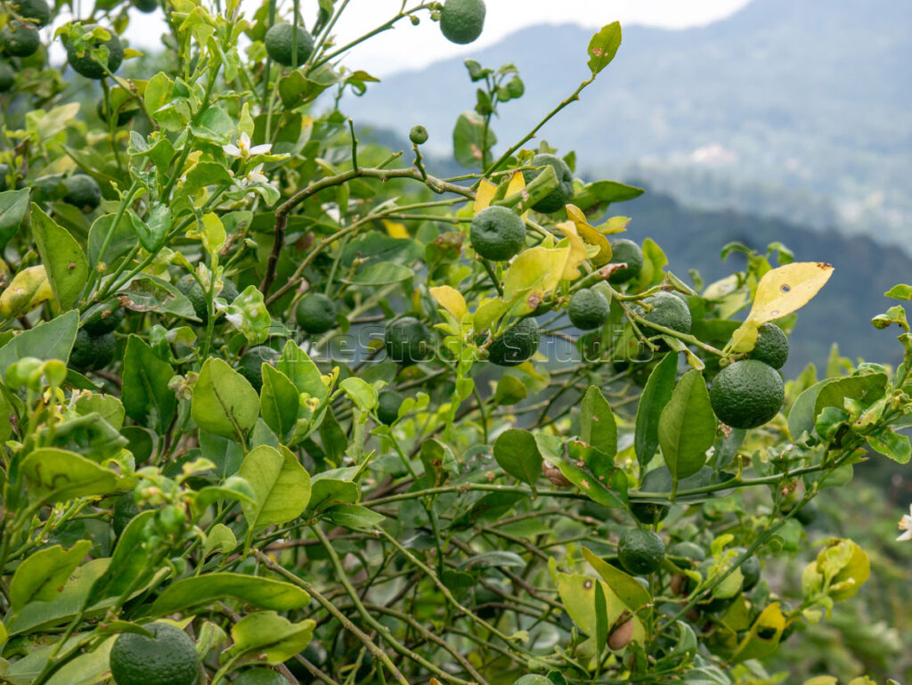 Wide agricultural view of organic lime fruit cultivation